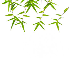 Obraz premium bamboo leaf