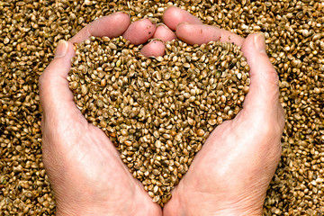 Hemp seeds held by woman hands shaping a heart on a hemp seed background