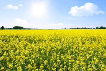 Obraz premium Rapeseed field