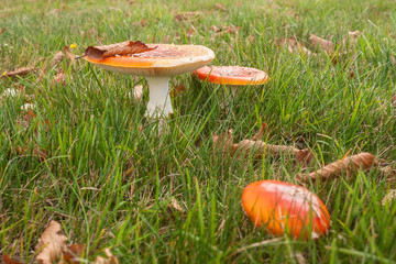 detail of toadstool mushrooms in grass