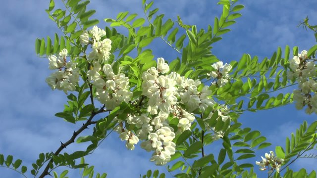 Blossoming branch of an acacia