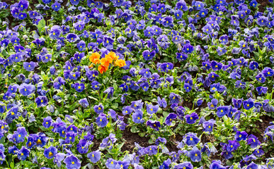Obraz premium Be different! Different colored flowers on field