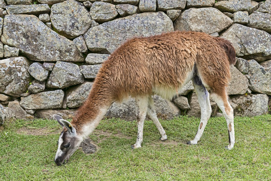 Peru-Machu-Picchu-1430