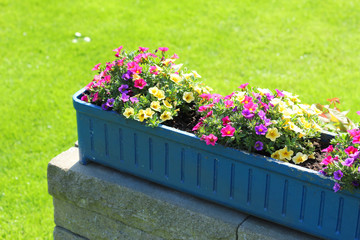 Chulja Photos Images Assets Adobe Stock