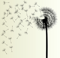 Blow Dandelion vector background