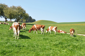 Fototapeta na wymiar Krowy w regionie Emmental, Szwajcaria