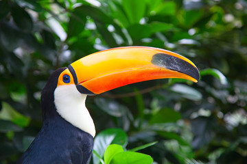 Colorful tucan