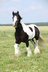 Obraz premium Gorgeous irish cob stallion running