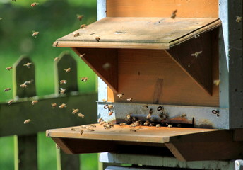 Bees next to beehive