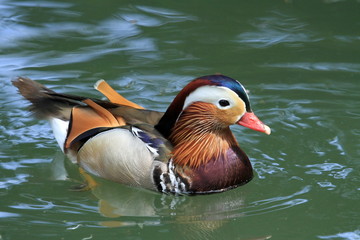 Male mandarin duck