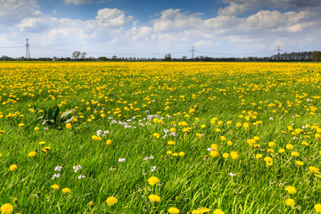 Fototapeta premium Dandelion flower field in bloom
