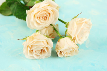 Beautiful creamy roses close-up, on color background
