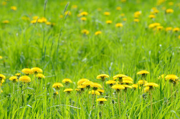 Green meadow with yellow dandelions