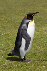 Fototapeta premium King penguin, Falkland Islands