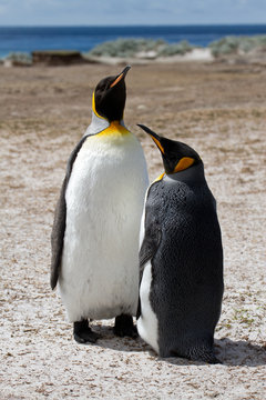 Two King penguins, Falkland Islands