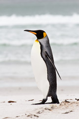 Fototapeta premium King penguin, falkland islands