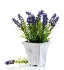 Beautiful lavender in wooden pot isolated on white