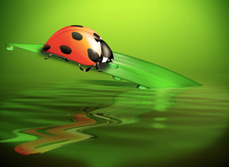 Marienkäfer auf Grashalm im Teich