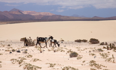 Northern Fuerevnetura, goats in the dunes