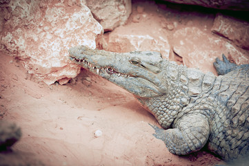 Crocodile du Nil