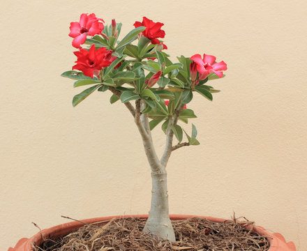 Fototapeta Flower Pink Adenium