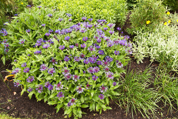 clump of blue cornflowers