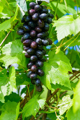 grape vine