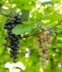 grape vine