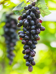 grape vine