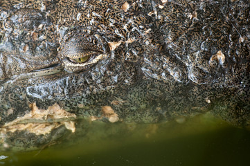 Obraz premium Oeil du crocodile du nil