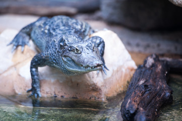 Caiman prêt à sauter dans l'eau