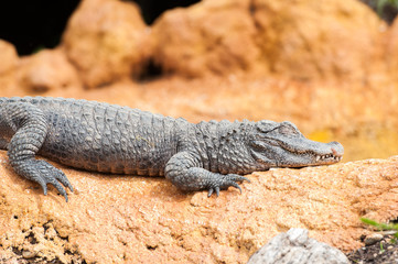 Crocodile du nil allongé