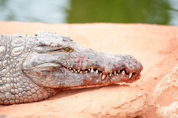 Obraz premium Portrait de crocodile du nil