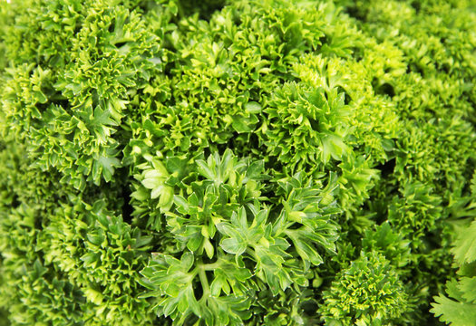 Useful herbs close up