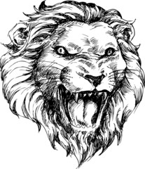 lion head hand drawn
