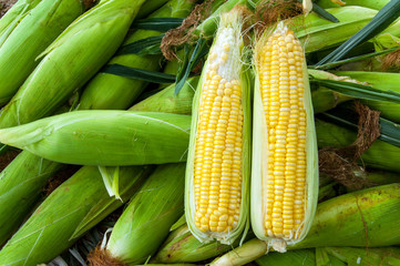 Fresh Corn