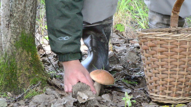 wicker basket man hand gather red cap mushroom