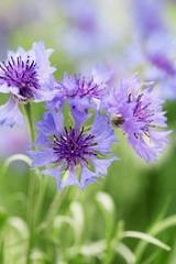 Beautiful cornflowers, outdoors