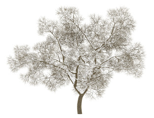 winter english oak tree isolated on white background