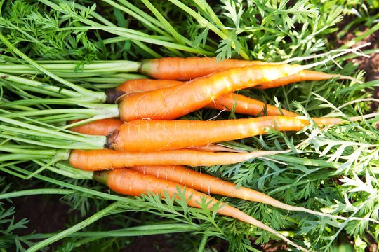 Сочная, спелая, свежая, оранжевая морковь