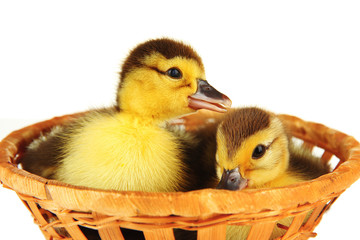 Cute ducklings in wicker basket, isolated on white