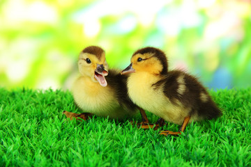 Cute ducklings on green grass, on bright background