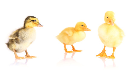 Cute ducklings isolated on white