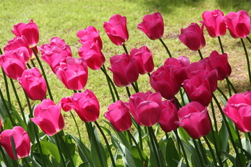Fototapeta premium Tulips in Spring