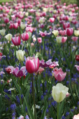 Obraz premium Tulips in Spring