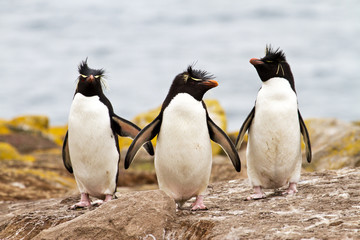 Rockhopper Penguins walking uphill