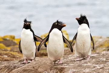 Tuinposter Rockhopper Penguins lopen bergop © Fredy Thürig