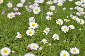 Fototapeta premium Green Meadow Full of Daisy Flowers