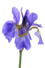 Zelfklevend Fotobehang Blue iris flower isolated on white background © salita2010