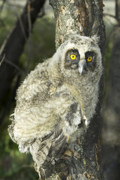 baby bird of Long-eared Owl - Asio otus